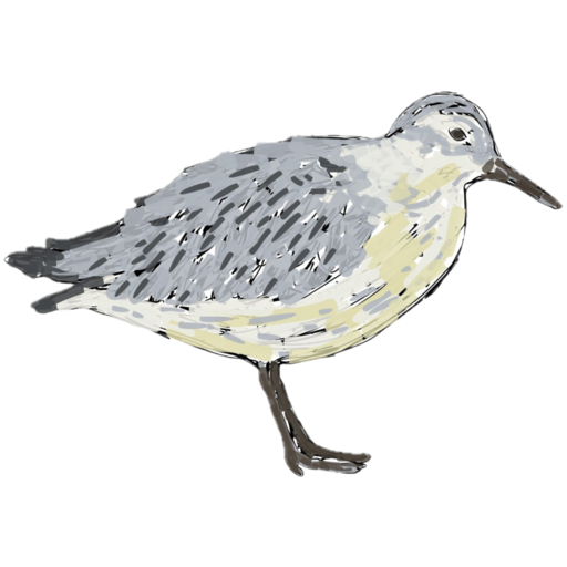 knutt